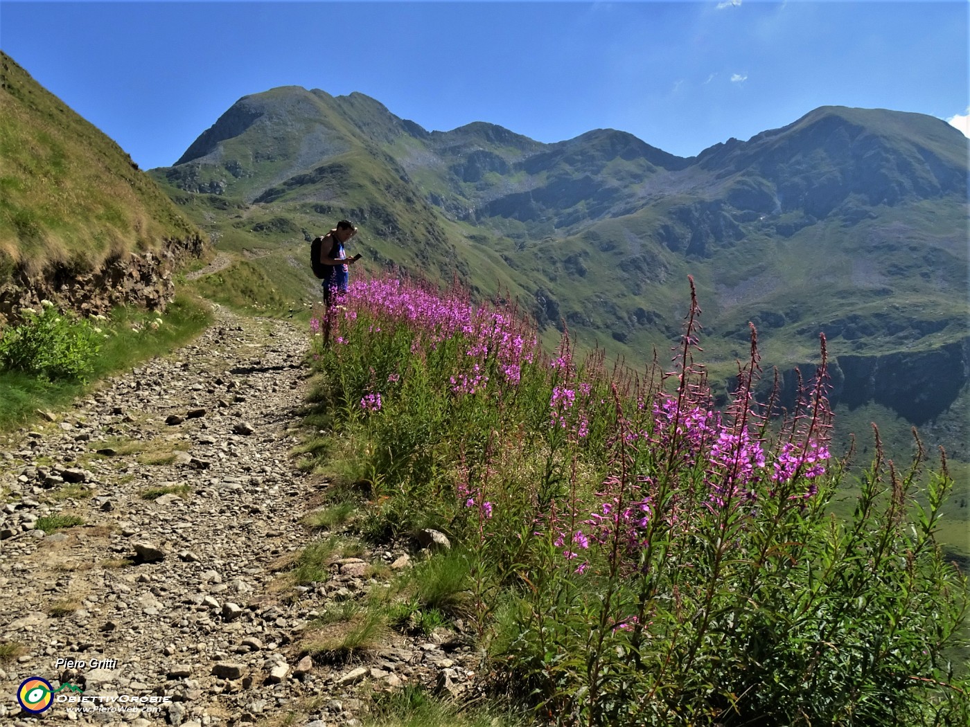 13 Sul sent. 204 fiorito di Epilobium angustifolium (Camenerio).JPG